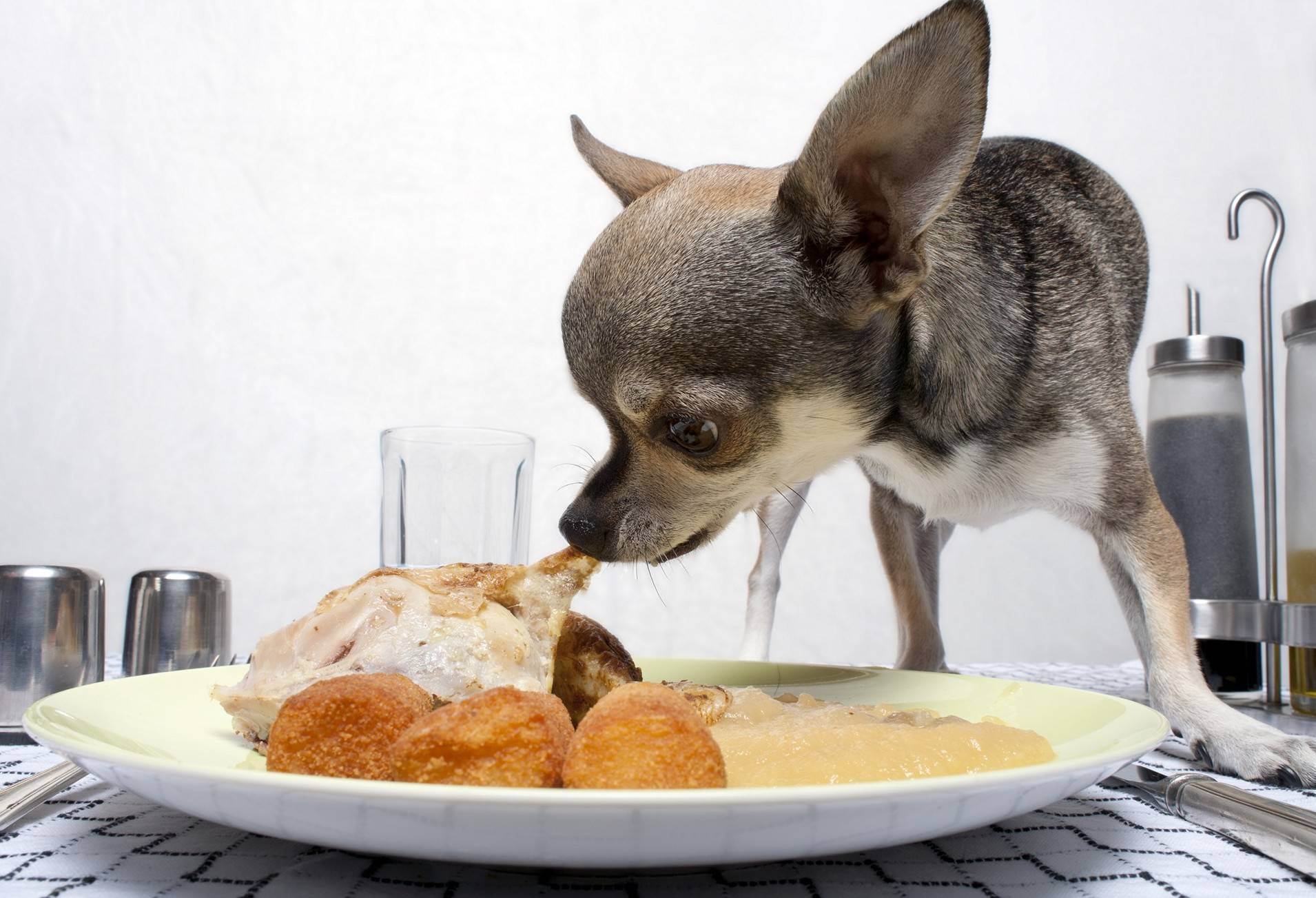 Пища собак корм. Еда для собак. Еда для маленьких собак. Собачка кушает. Собака завтракает.