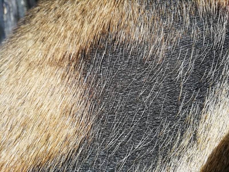Красное пятно на животе у собаки: причины, диагностика и лечение