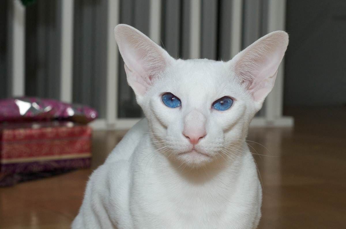 Кошка породы форин вайт – голубоглазая блондинка, в которую невозможно не влюбиться!