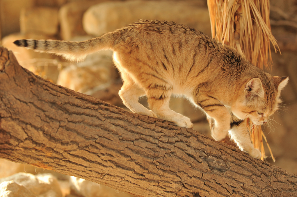 Барханный кот. образ жизни и среда обитания барханного кота | животный мир