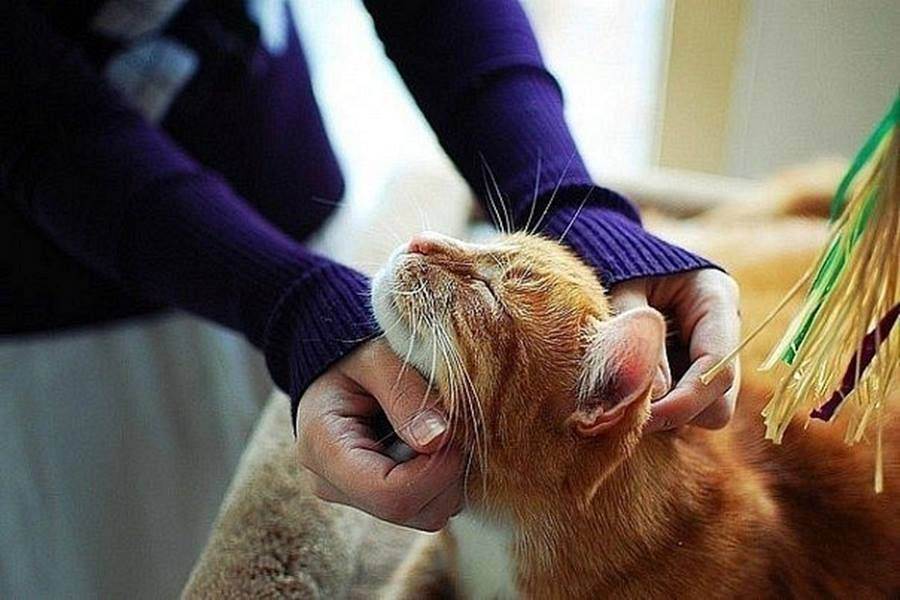 Мурчание котика. Гладить кота. Котика гладят. Рука гладит кота по голове. Рыжий кот на руках.