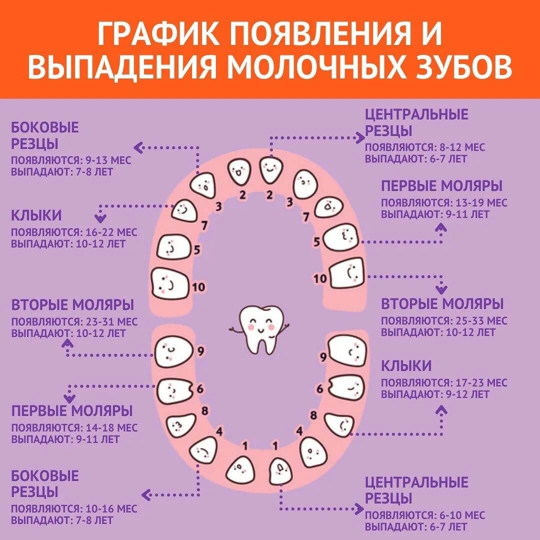 Когда у собак меняются молочные зубы, схема смены | zoosecrets