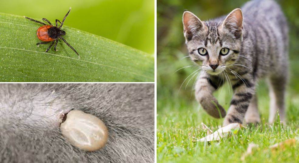 ❶ виды клещей у кошки - как выглядят, симптомы, откуда берутся и чем опасны