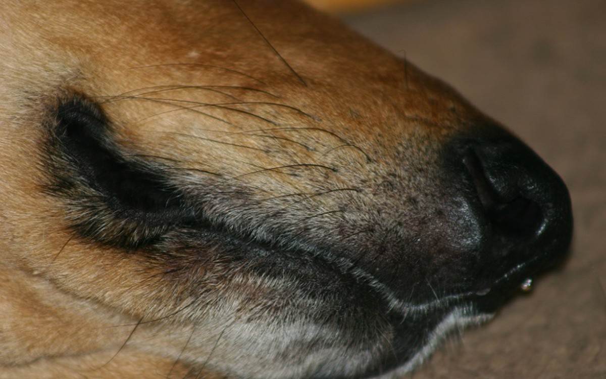 Почему у собак усы