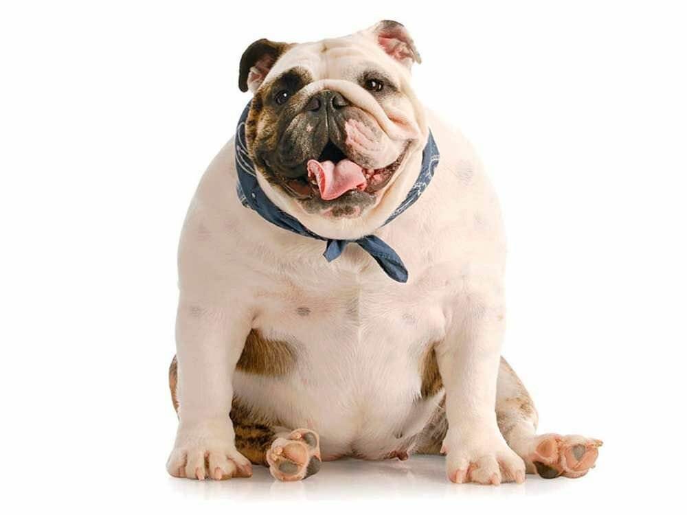 10 пород собак, склонных к ожирению — сайт эксперта по животным — howmeow