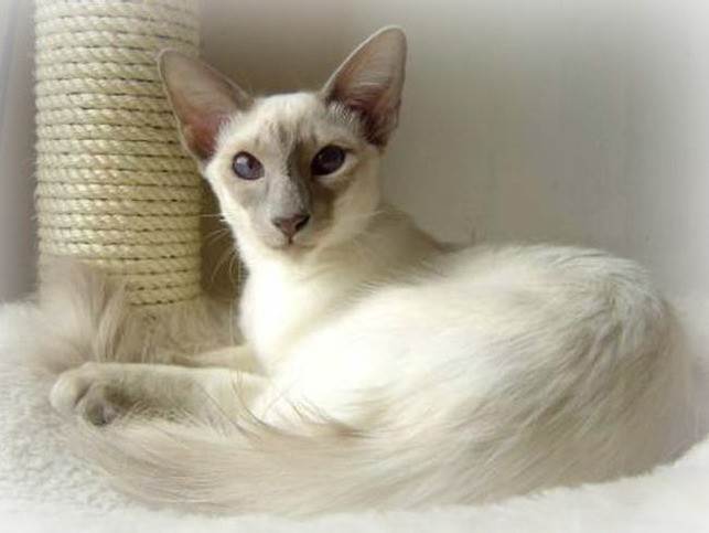 Яванская кошка: описание, фото, цена, питомники