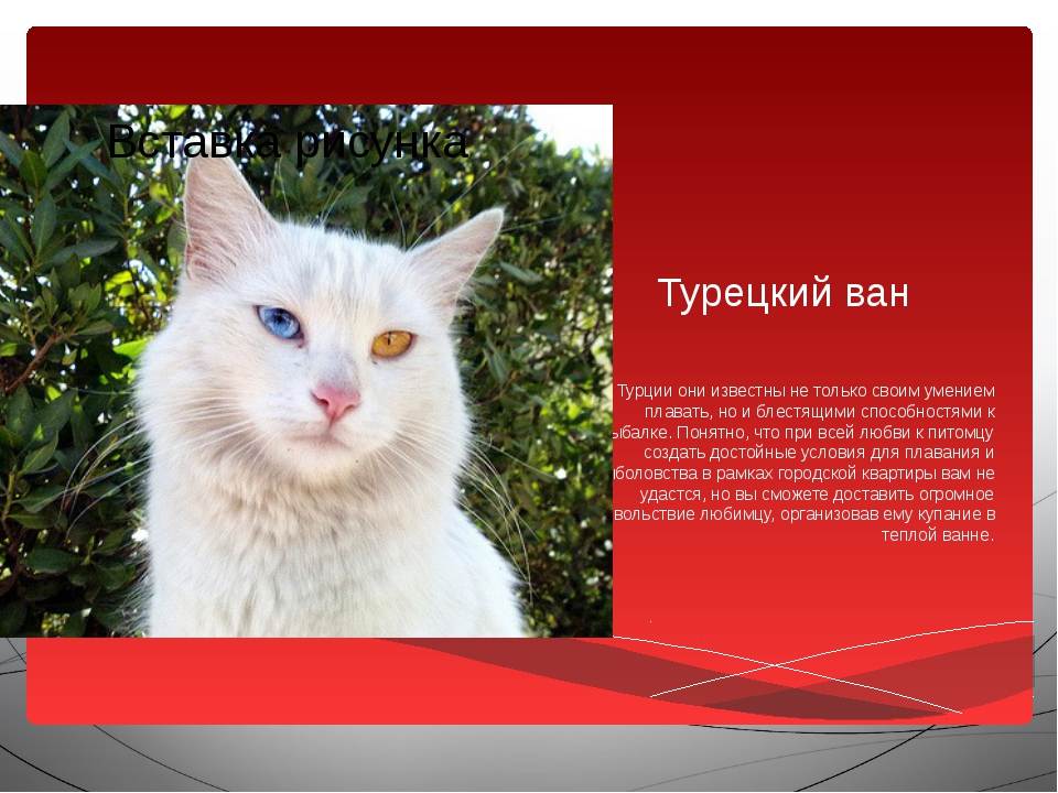 Турецкий ван (турецкая ванская кошка): описание, фото, стандарт, характер