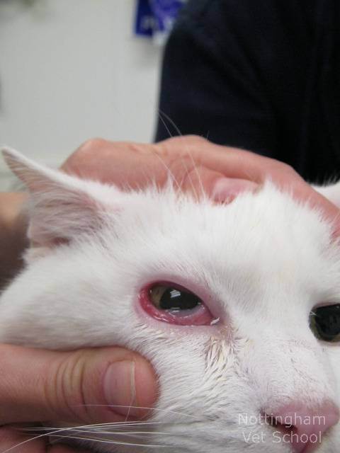 Травма глаза у кошки