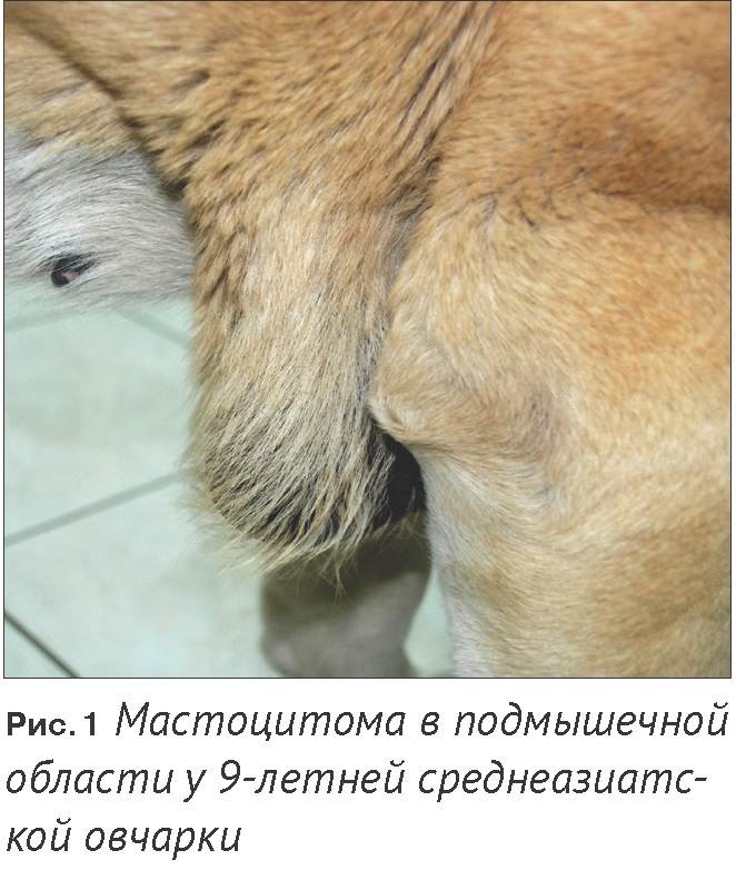 Саркома у собаки: симптомы и лечение