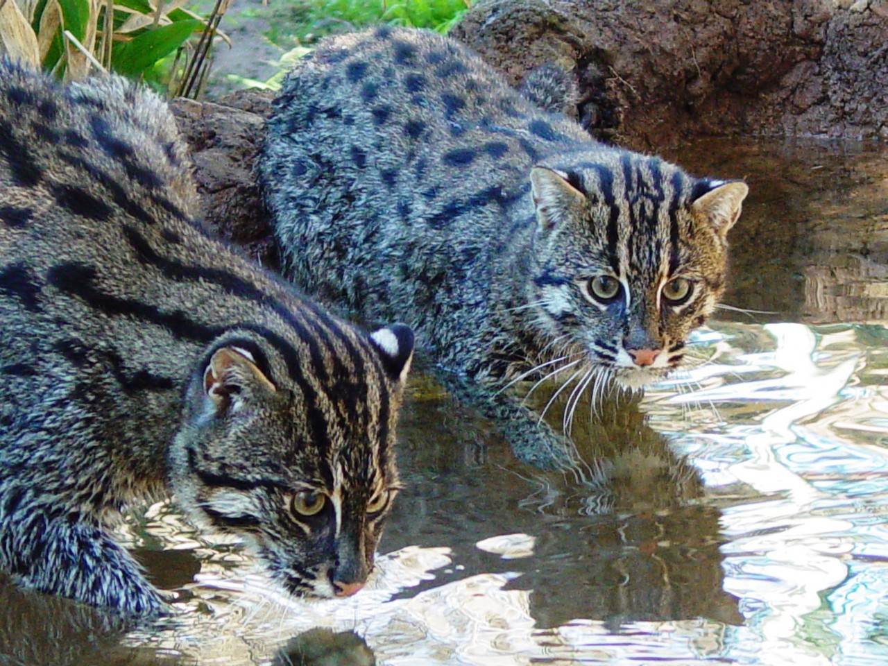 Кошка-рыболов или виверровый кот: 25+ фото крапчатой, цена