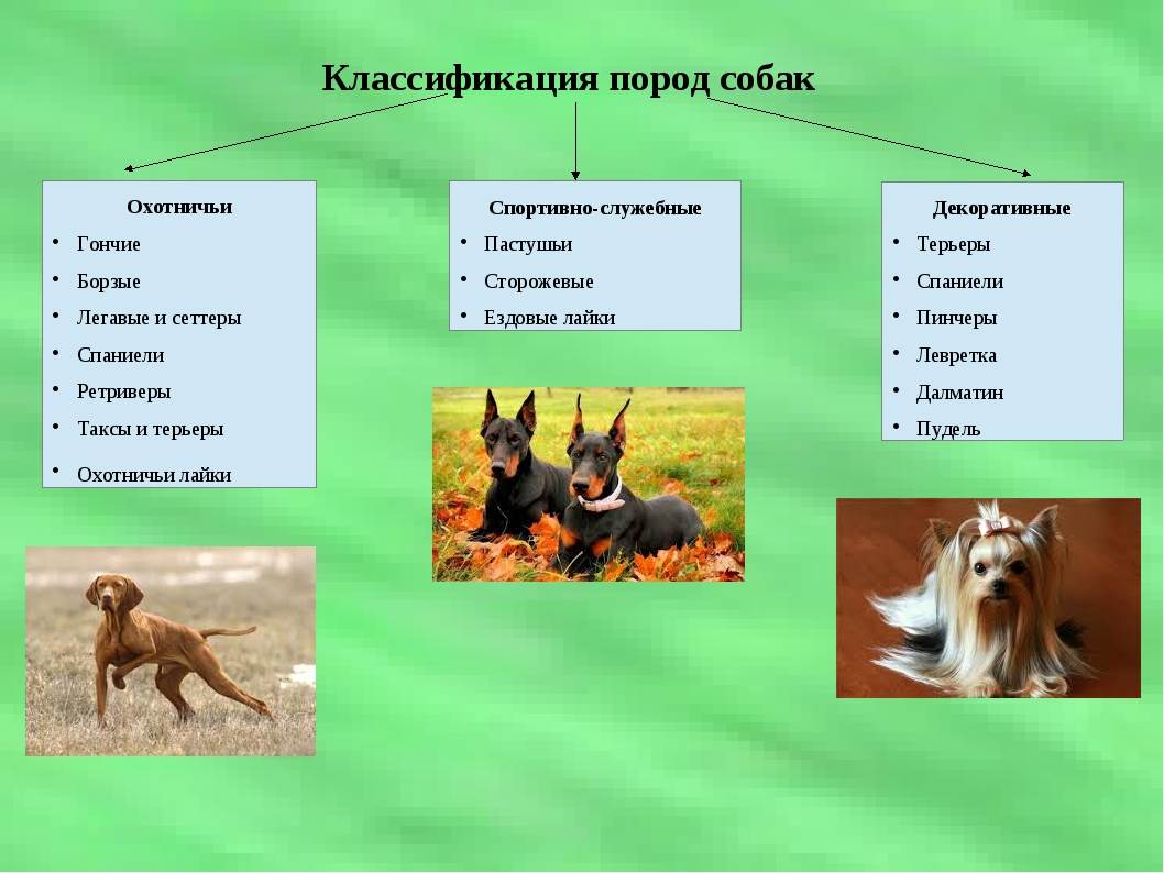 Домашние животные с точки зрения законодательства россии