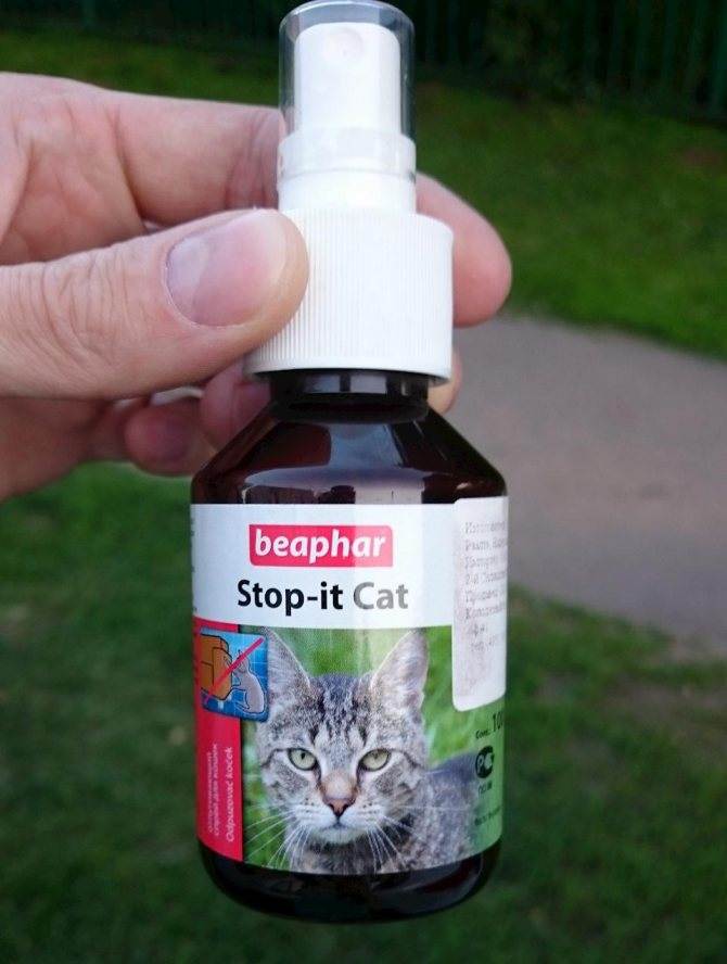 Какие запахи кошки не любят: чем отпугнуть животное в саду и на даче