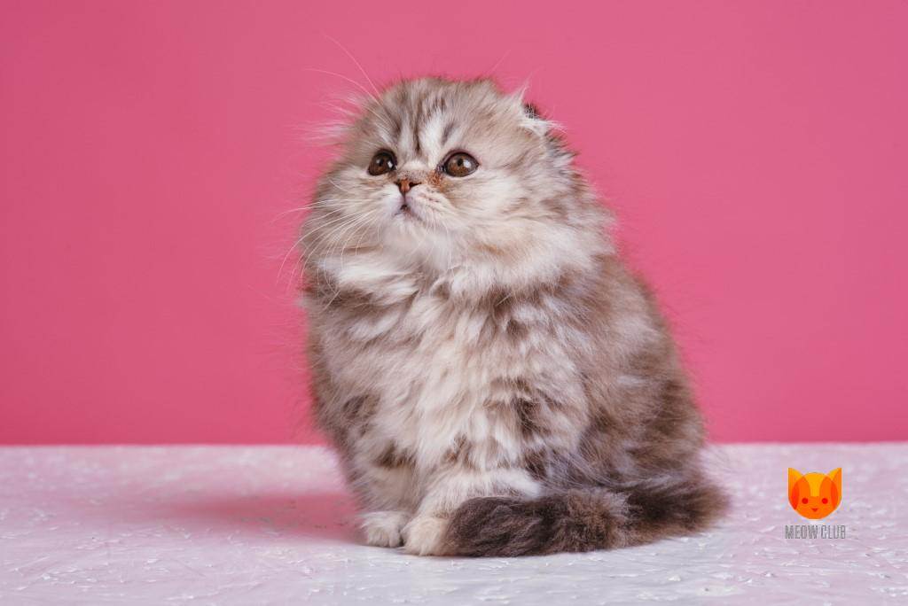 Кошка хайленд-фолд: описание породы, характер, советы по содержанию и уходу, фото