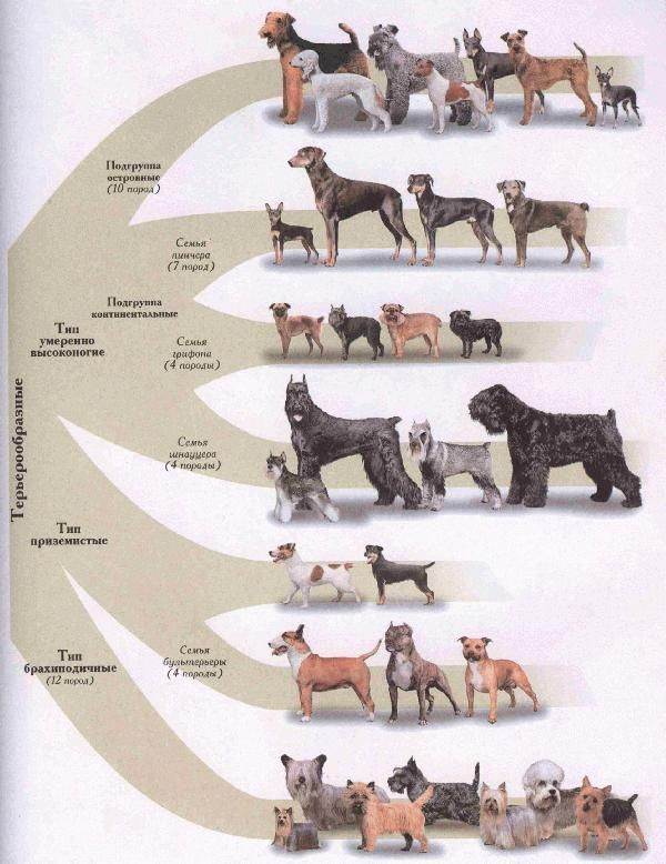 Самые древние породы собак в мире: описание и фото | все о собаках