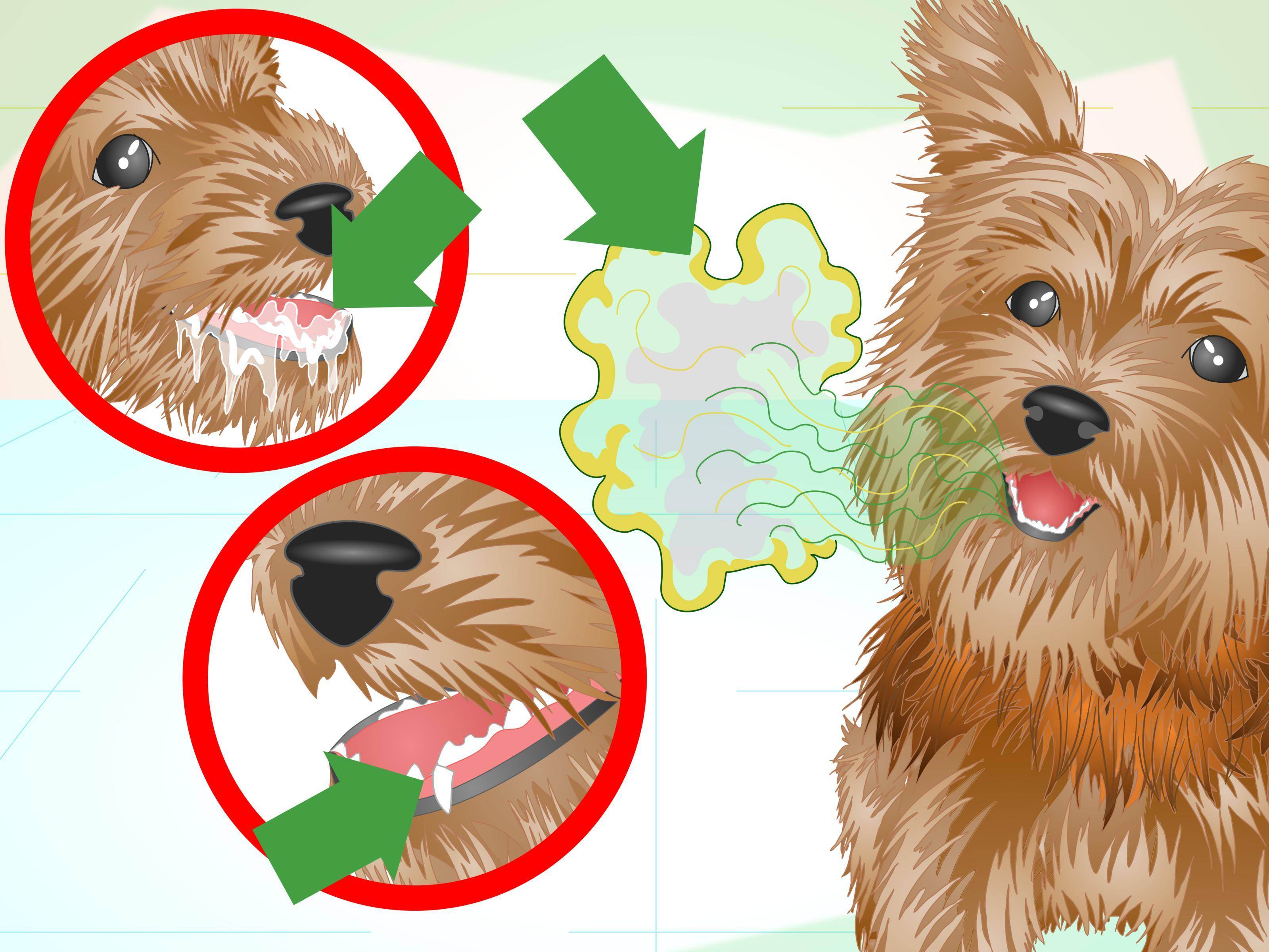 Почему у собаки торчит кончик языка: причины физиологические и их последствия