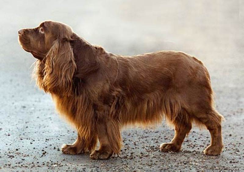 Суссекс-спаниель: характеристики породы собаки, фото, характер, правила ухода и содержания
