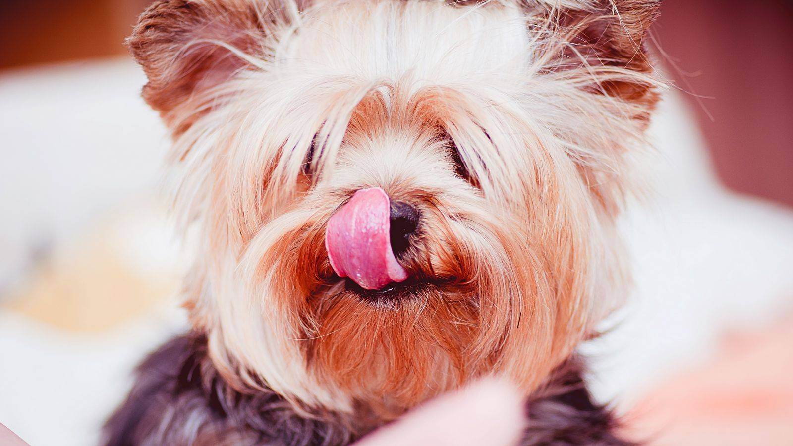 Зачем и почему собака высовывает язык? причины, что делать, фото и видео
