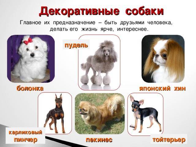 Существующие виды служебных собак, список пород