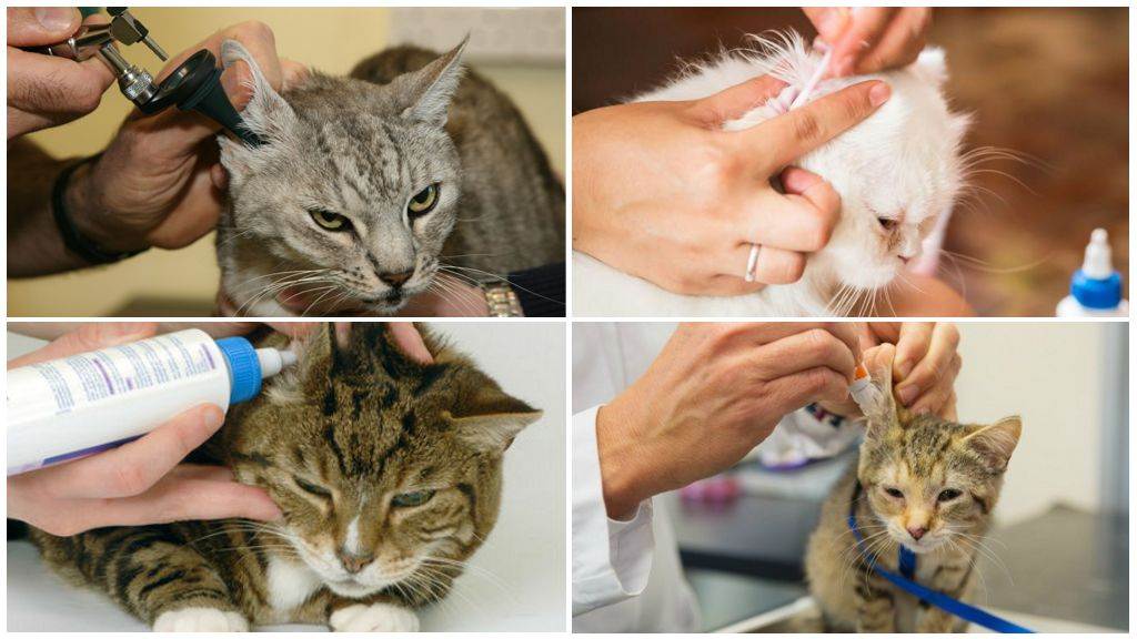 Токсоплазмоз кошек: причины, симптомы, опасность для беременныхветлечебница рос-вет