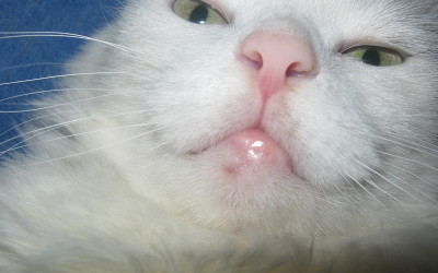 Язва у кошки (язва якобса): виды, симптомы, лечение, профилактика