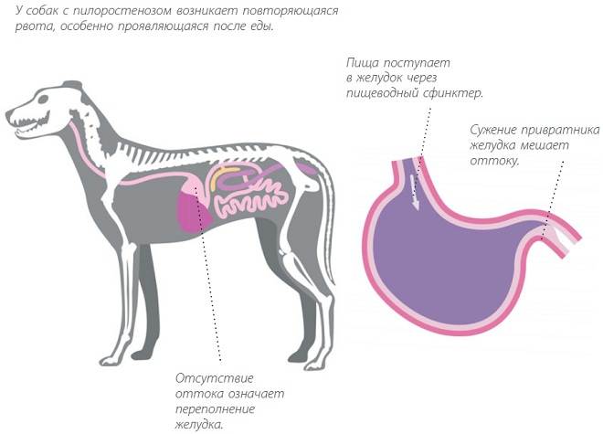 Заворот желудка у собак: причины, симптомы и лечение | все о собаках