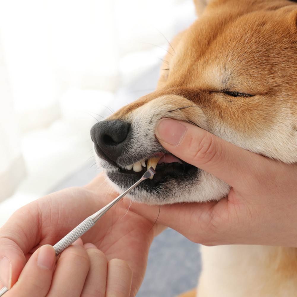 Зубной камень у кошек: почему появляется, как определить и лечить, методы профилактики