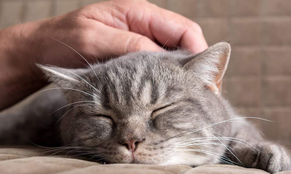 Почему кошки мурлыкают: как они это делают, когда засыпают