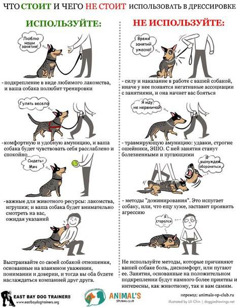 Как научить собаку команде «ко мне»: просто и понятно