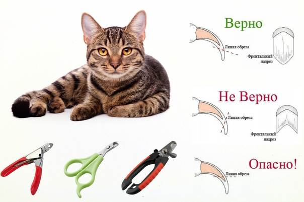 Как подстричь когти кошке в домашних условиях