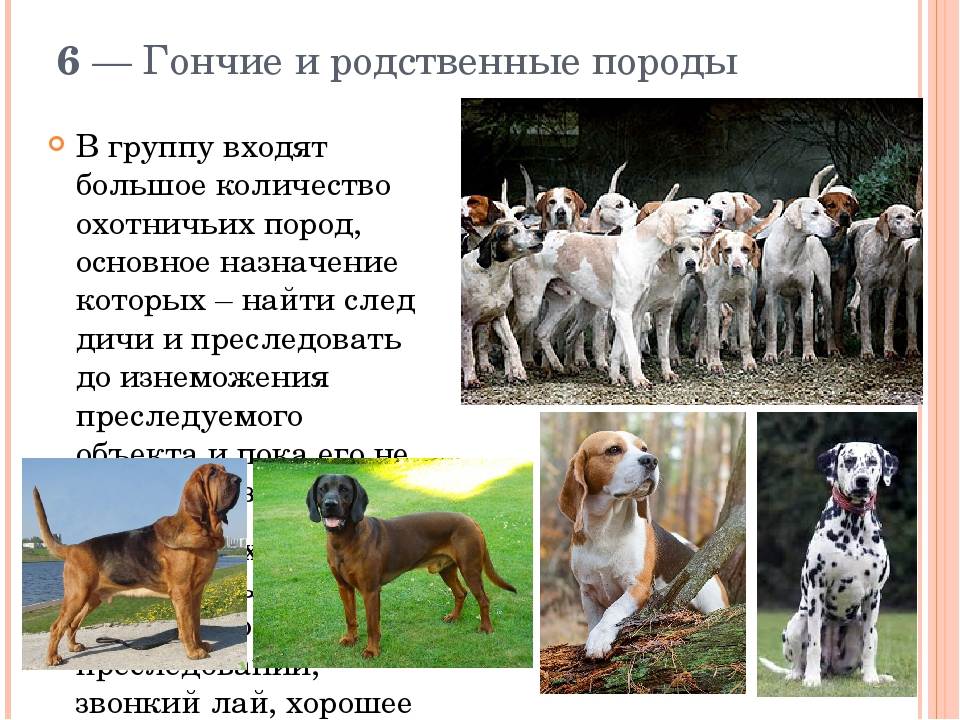 Аборигенные породы собак россии