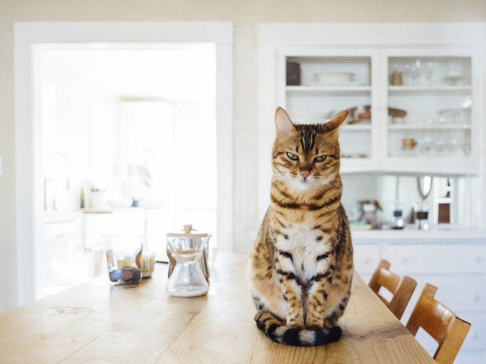 Как отучить кошку лазить по столам? практические советы | ваши питомцы