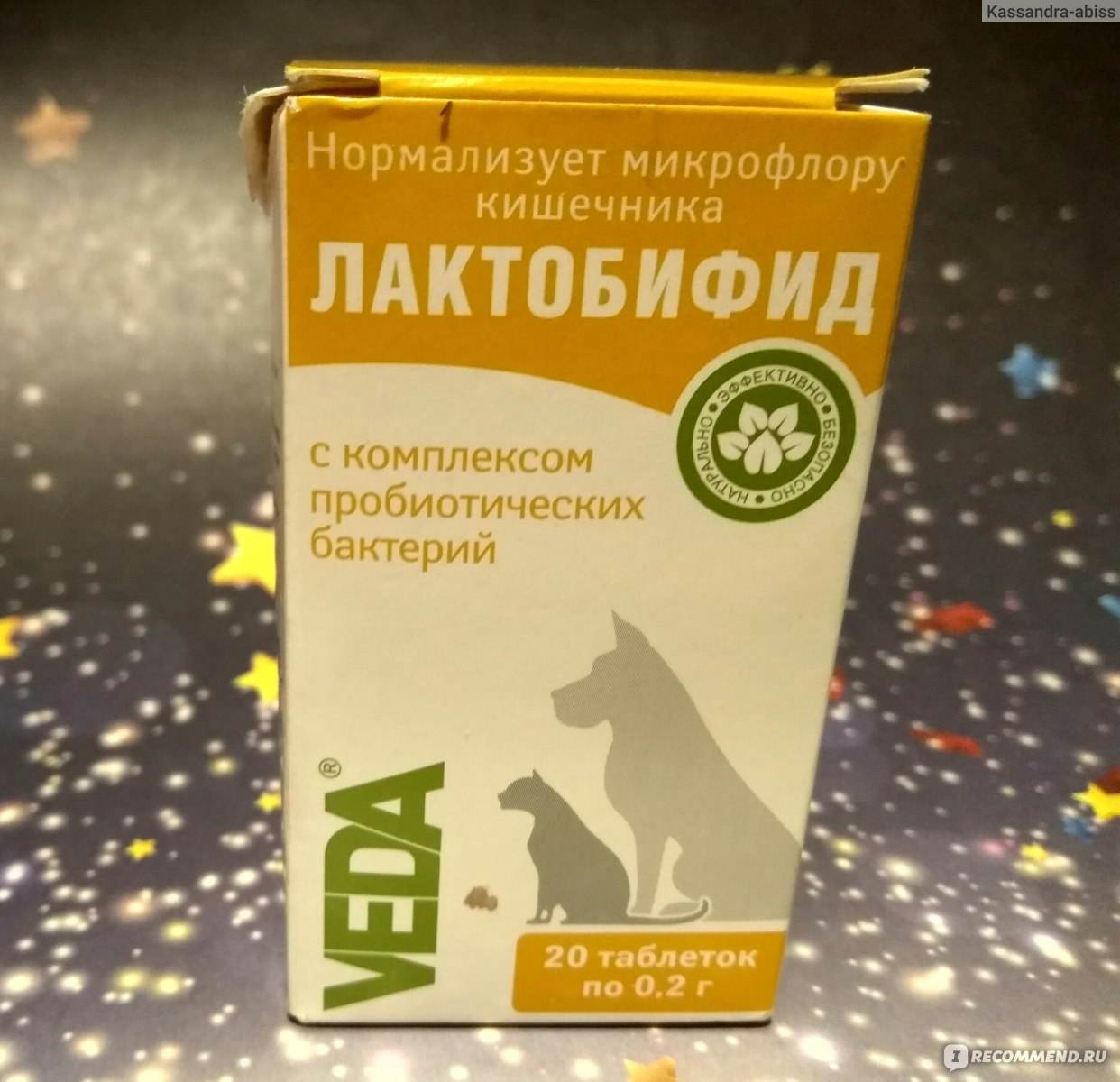 «лактобифид» для кошек и собак: описание, инструкция по применению
