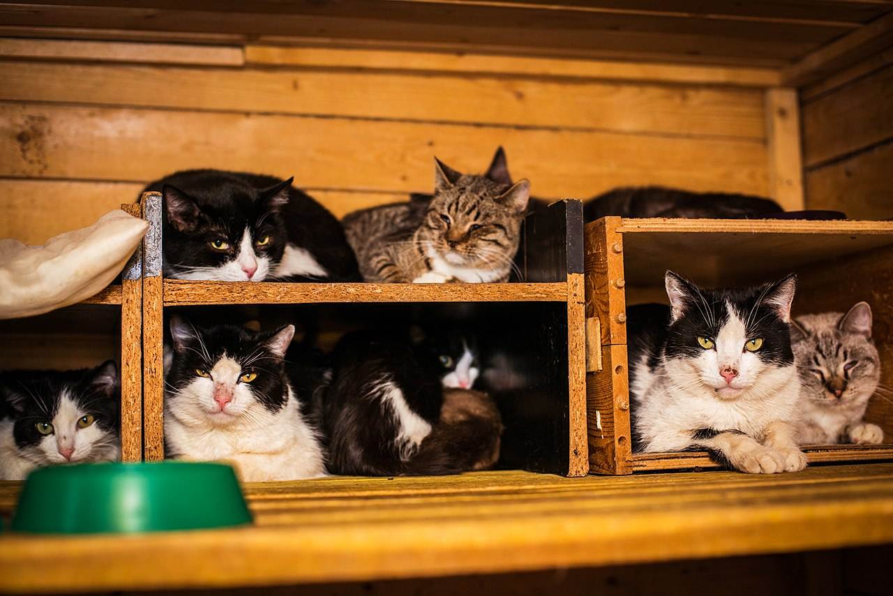 Как сдать кошку в приют в москве – приюты кошек