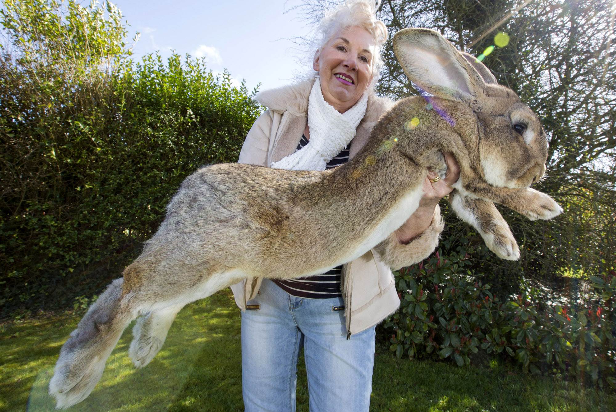 Самый большой кролик в мире: фото и описание породы