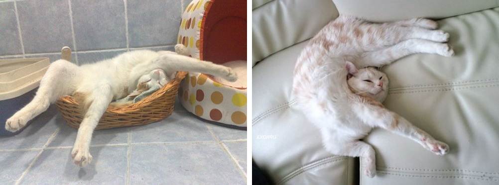 Котенок постоянно спит: как определить отклонение от нормы