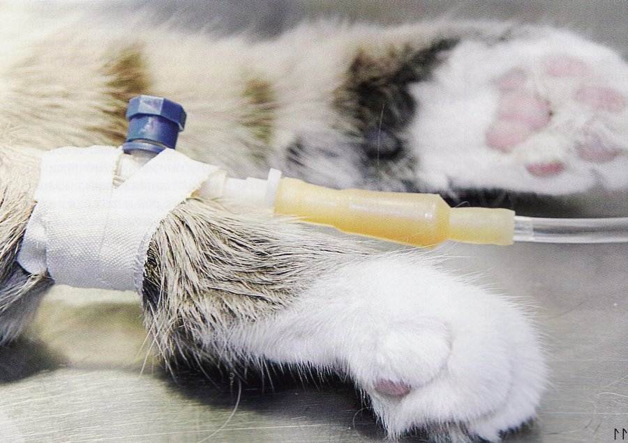 Как усыпить кошку: методика проведения процедуры, как усыпляют в ветклинике