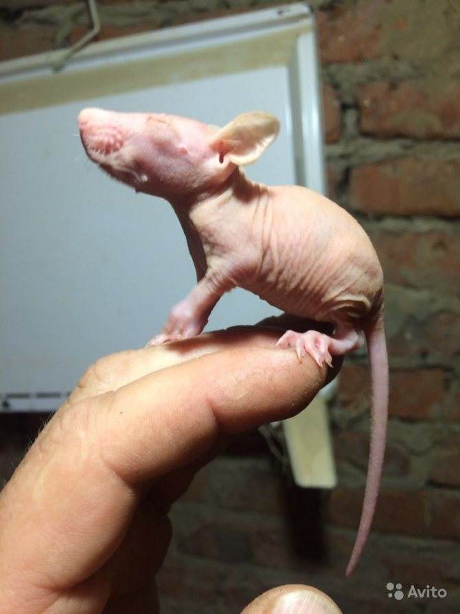 Крыса породы сфинкс. уход за кожей сфинкса