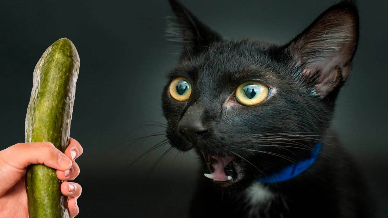 Почему кошки боятся огурцов: научный взгляд на хиты youtube | ваши питомцы