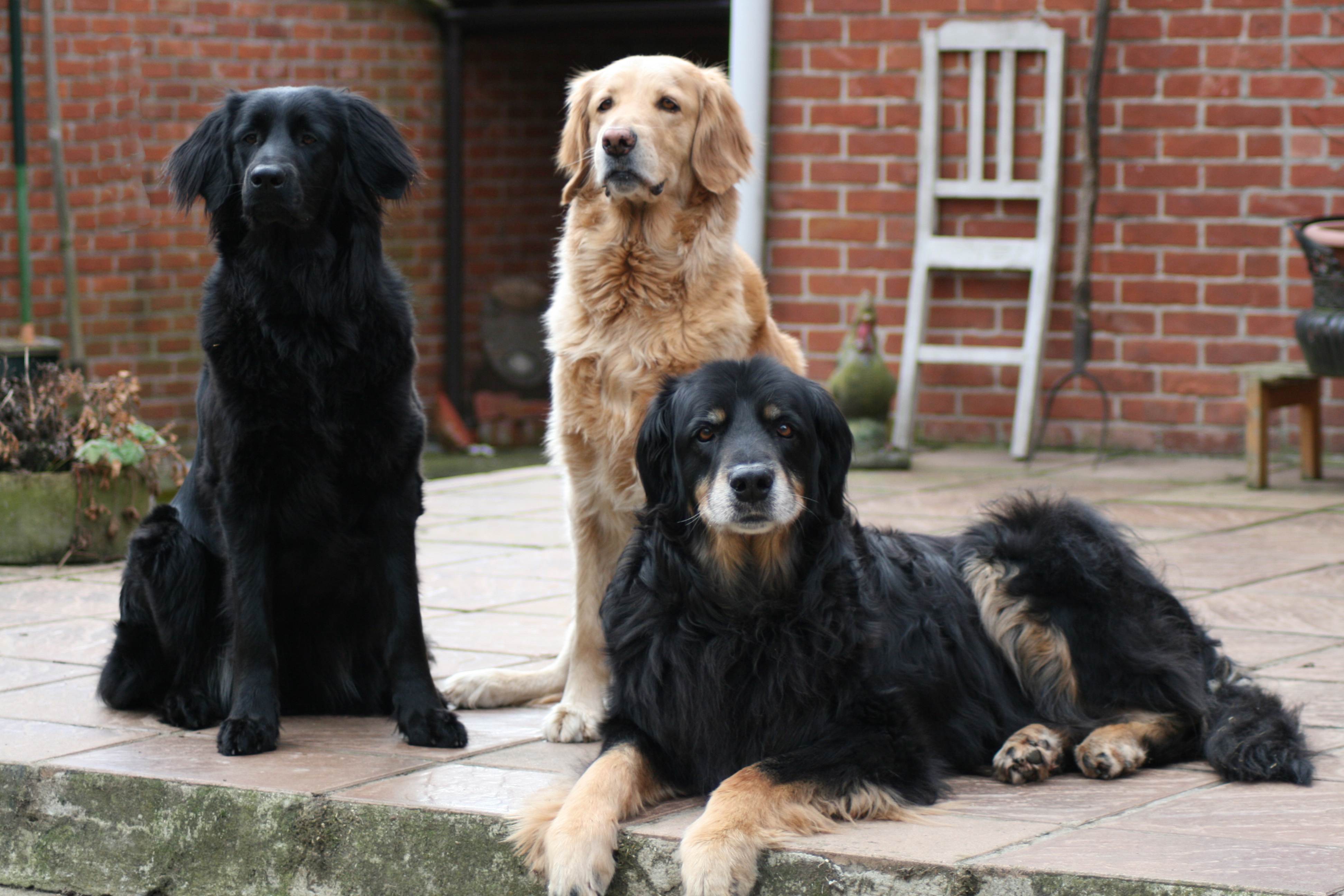 Золотистые ретриверы: описание породы, характер, преимущества и недостатки собак