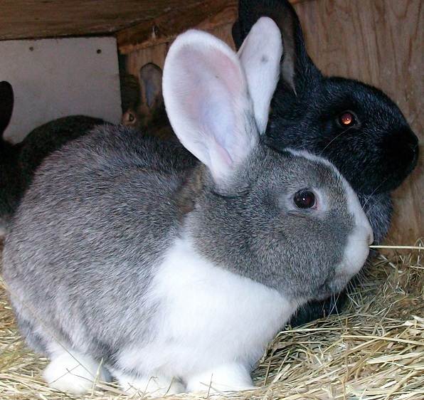 Породы кроликов