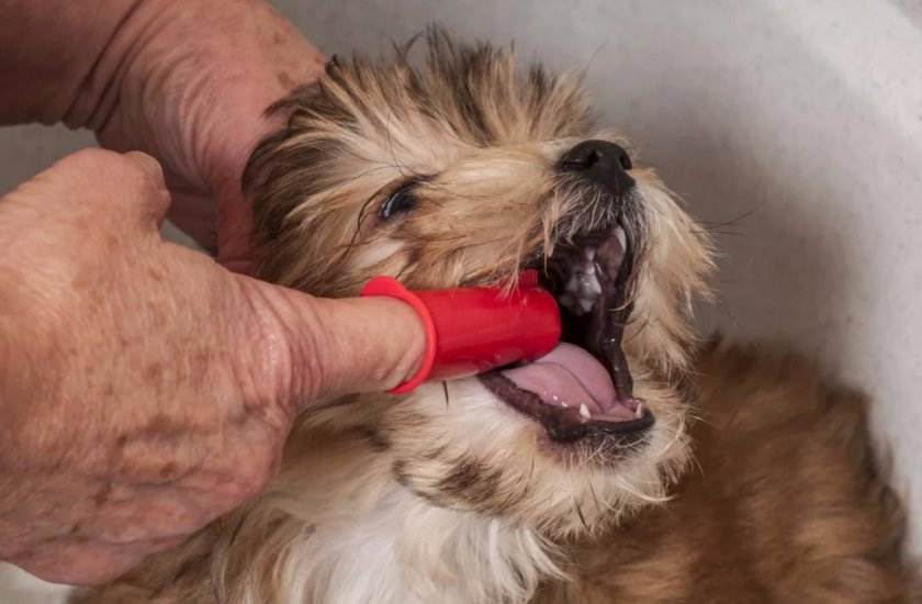 Как чистить зубы собаке в домашних условиях