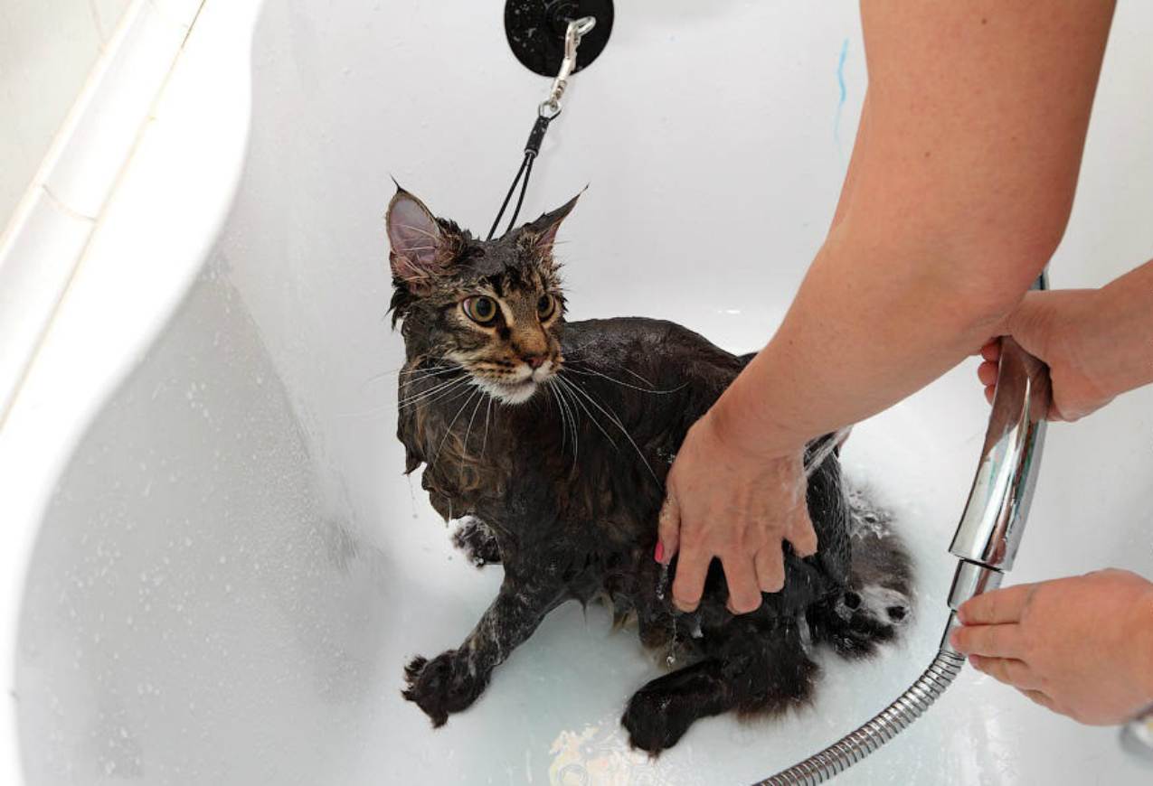Можно ли помыть кошку детским шампунем