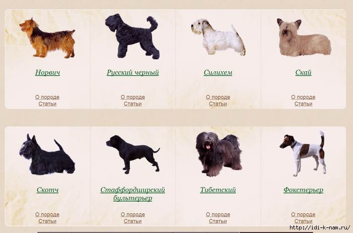 Самые маленькие породы собак