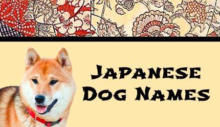 Как выбрать японскую или корейскую кличку для собаки для мальчика и девочки