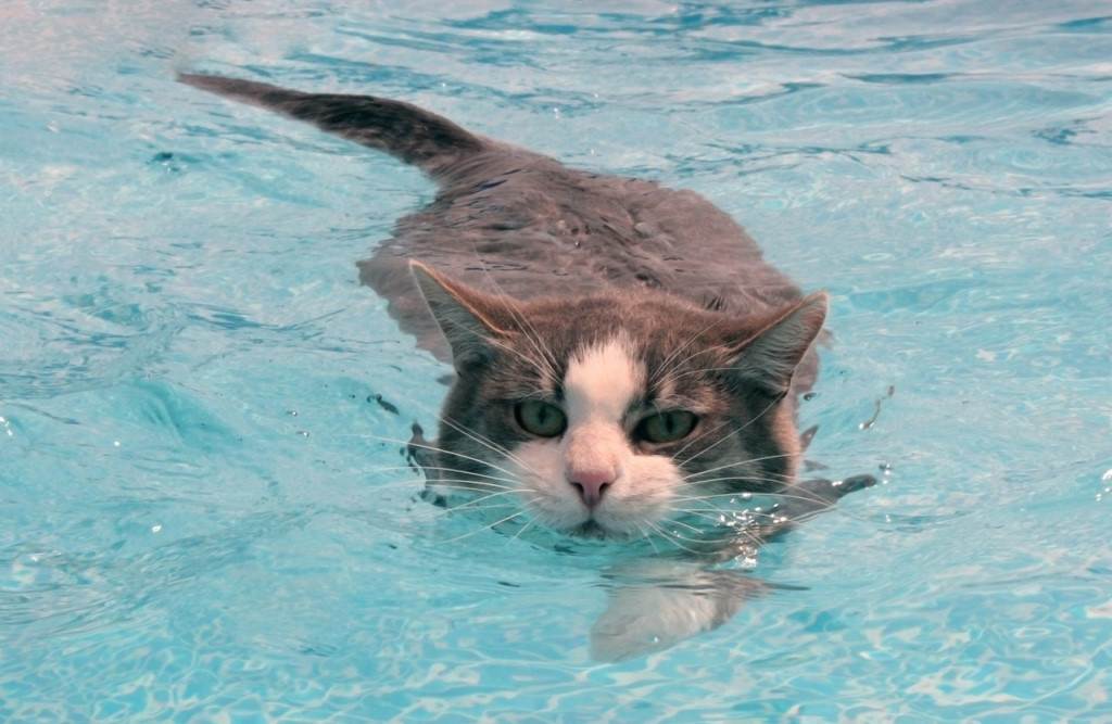 Почему кошки и коты так боятся и не любят воды
