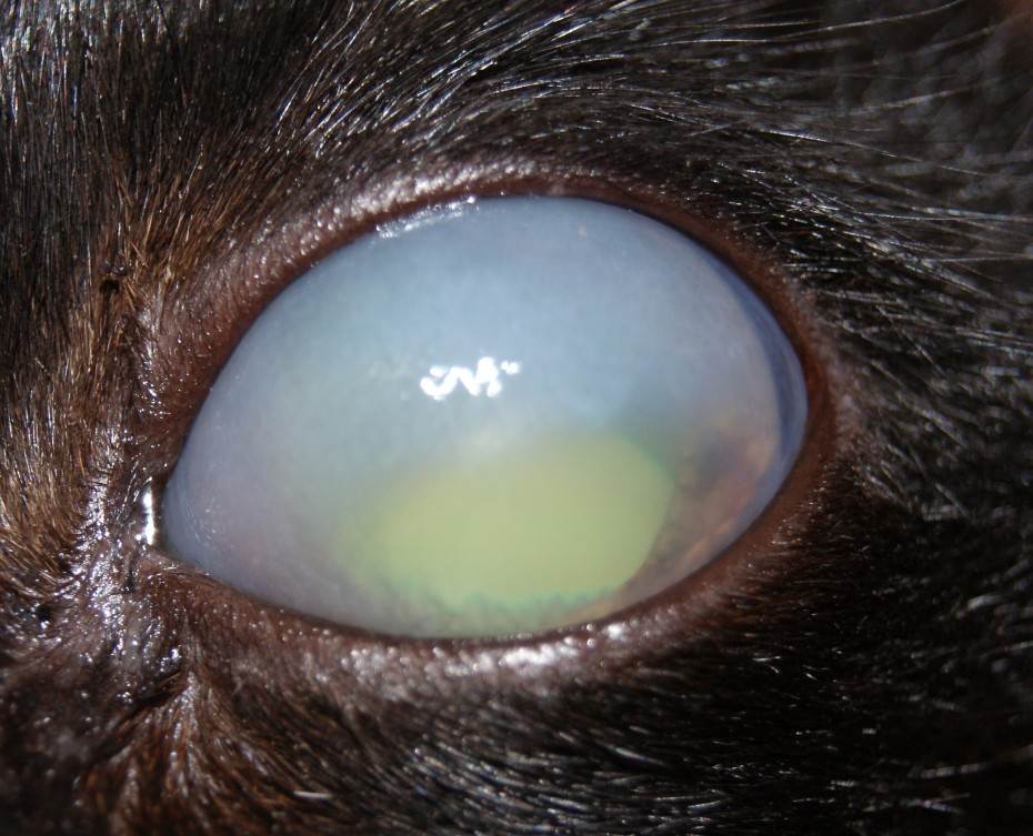 Причины появления язвы роговицы у кошек, симптомы заболевания, методики лечения | блог ветклиники "беланта"