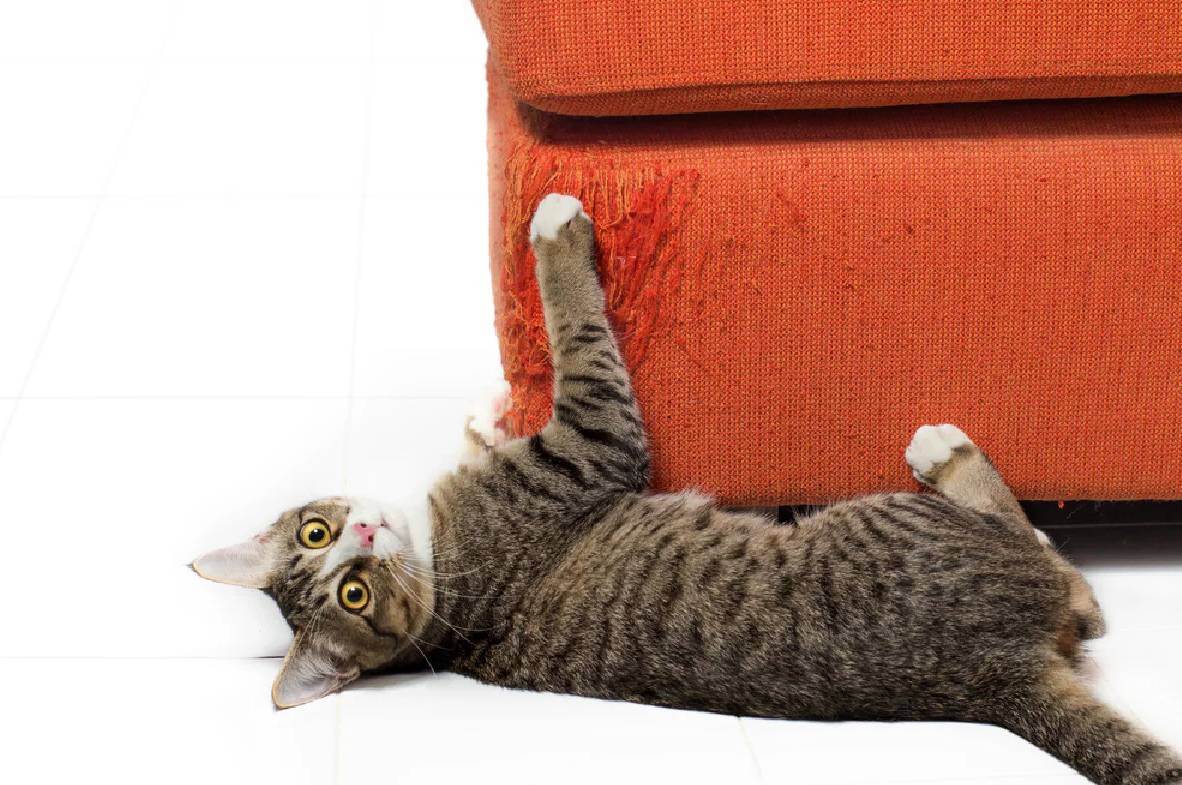 Как отучить кошку драть обои и мебель: советы и рекомендации экспертов | ваши питомцы