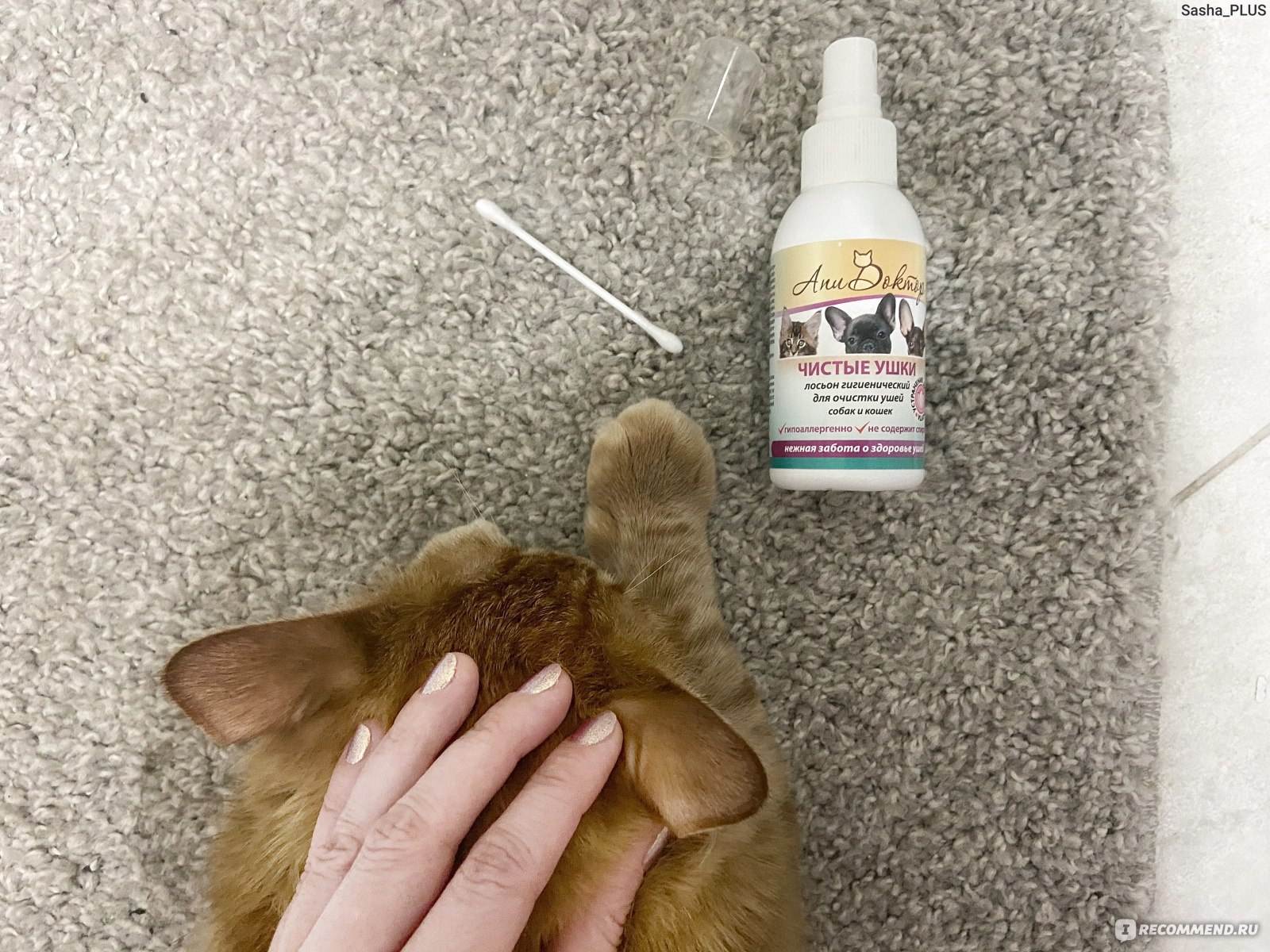 Как почистить уши коту в домашних условиях