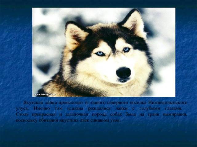 Описание породы собак якутская лайка с отзывами владельцев