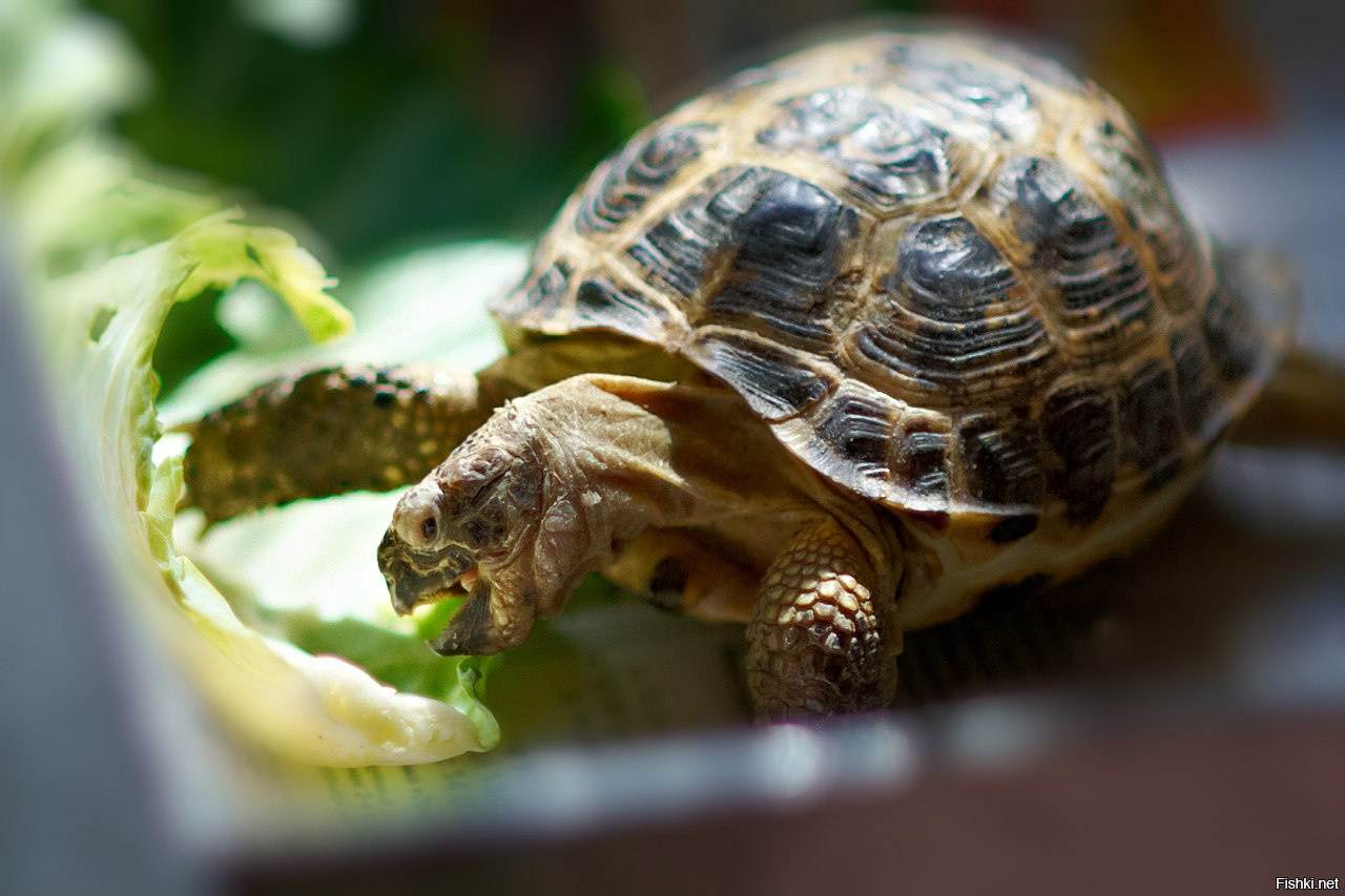 Содержание сухопутной черепахи в домашних условиях и уход за ней